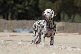 DALMATIEN 262